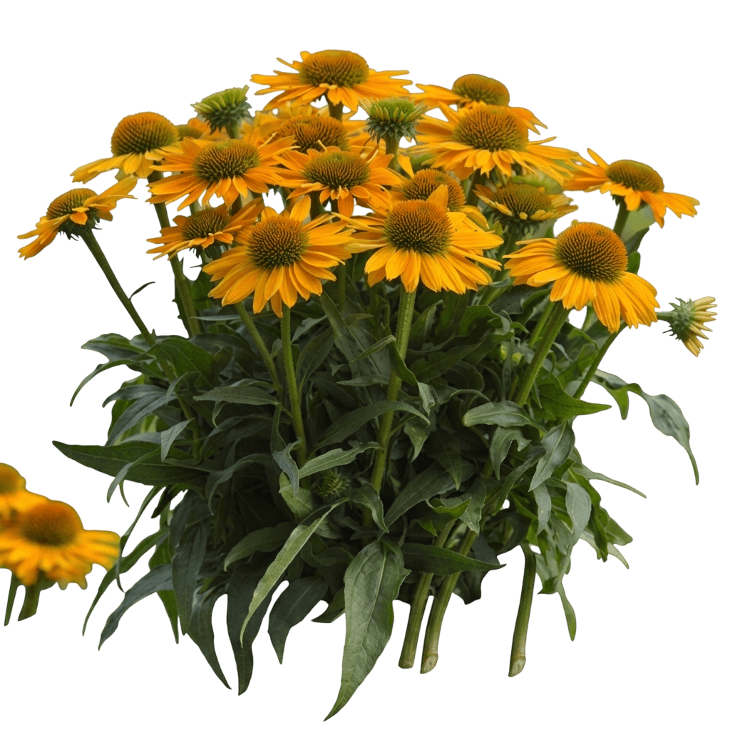 Sunmagic Vintage Yellow Coneflower (Echinacea 'Vintage Yellow') - Perennials