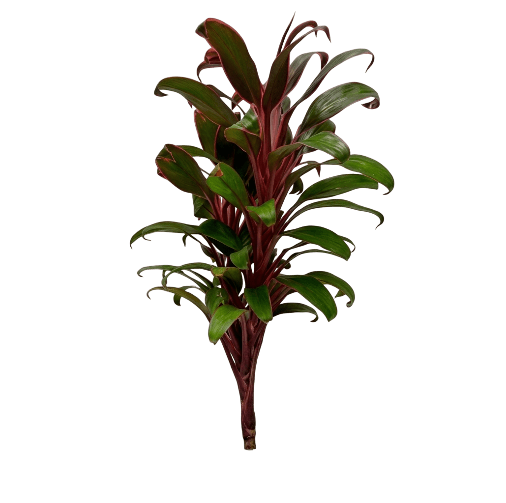 Baby Doll (Cordyline 'Baby Doll') - Ground Layers