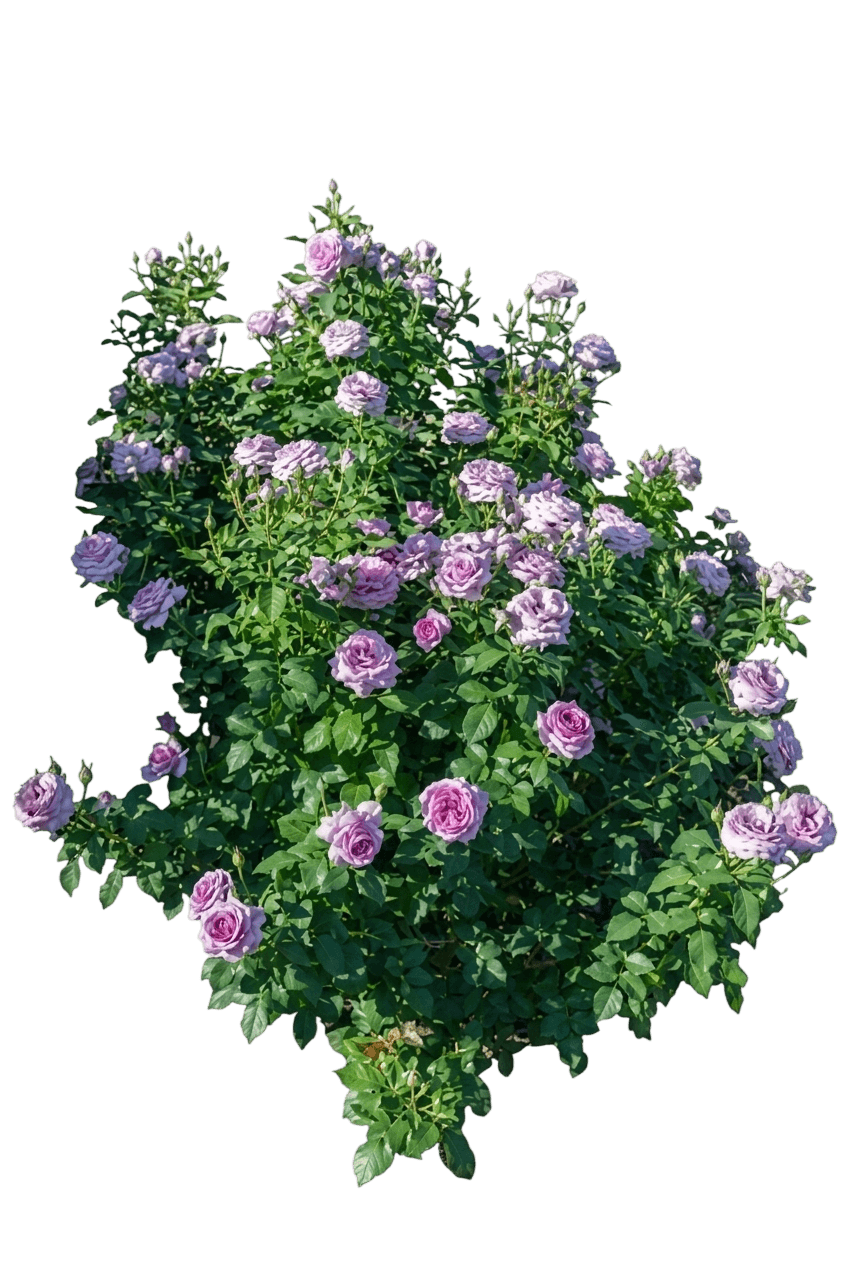 Violet'S Pride Floribunda Rose (Rosa 'Wekwibysicpep') - Ground Layers