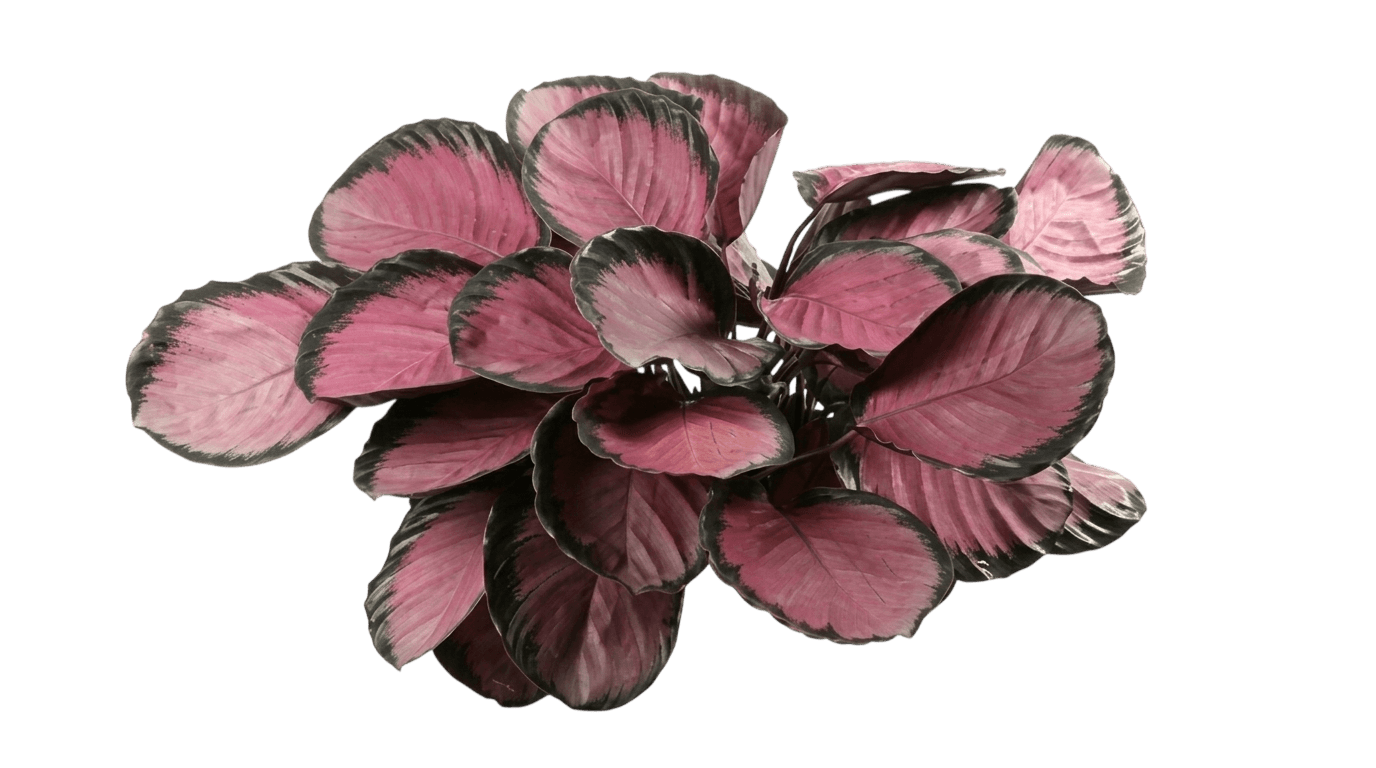 Mysty Red Calathea (Goeppertia Roseopicta 'Mysty Red') - Indoor Plants