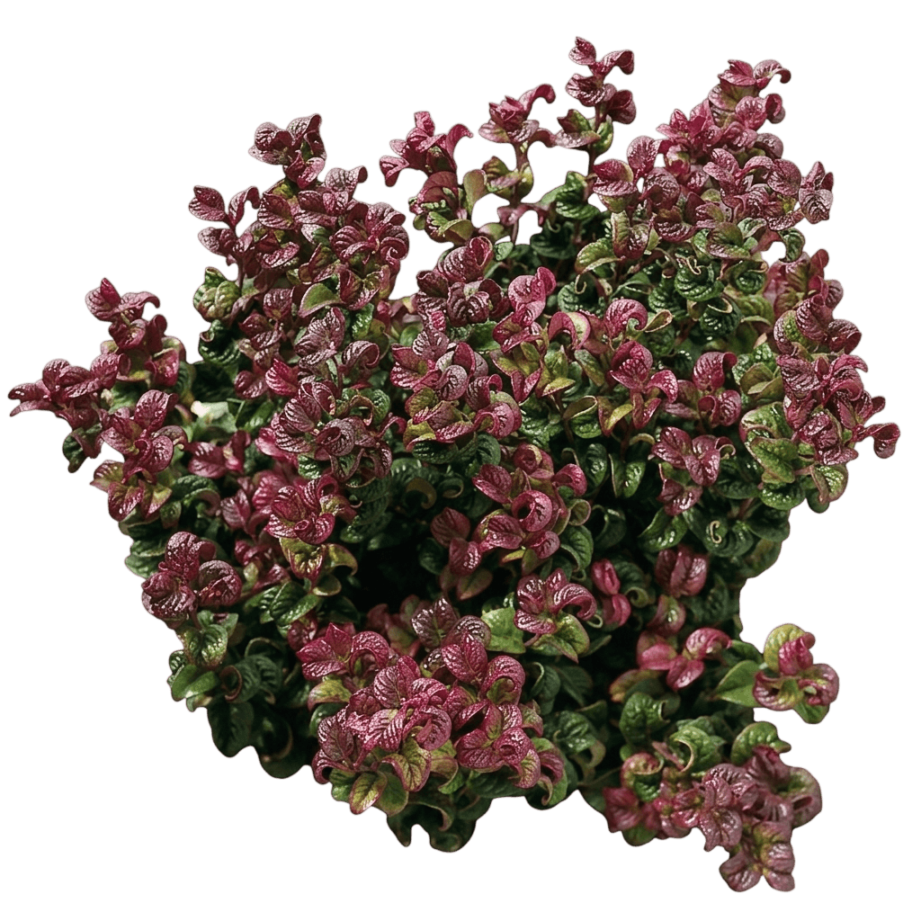 Rejoyce Coastal Doghobble (Leucothoe Axillaris 'Rejoyce') - Ground Layers