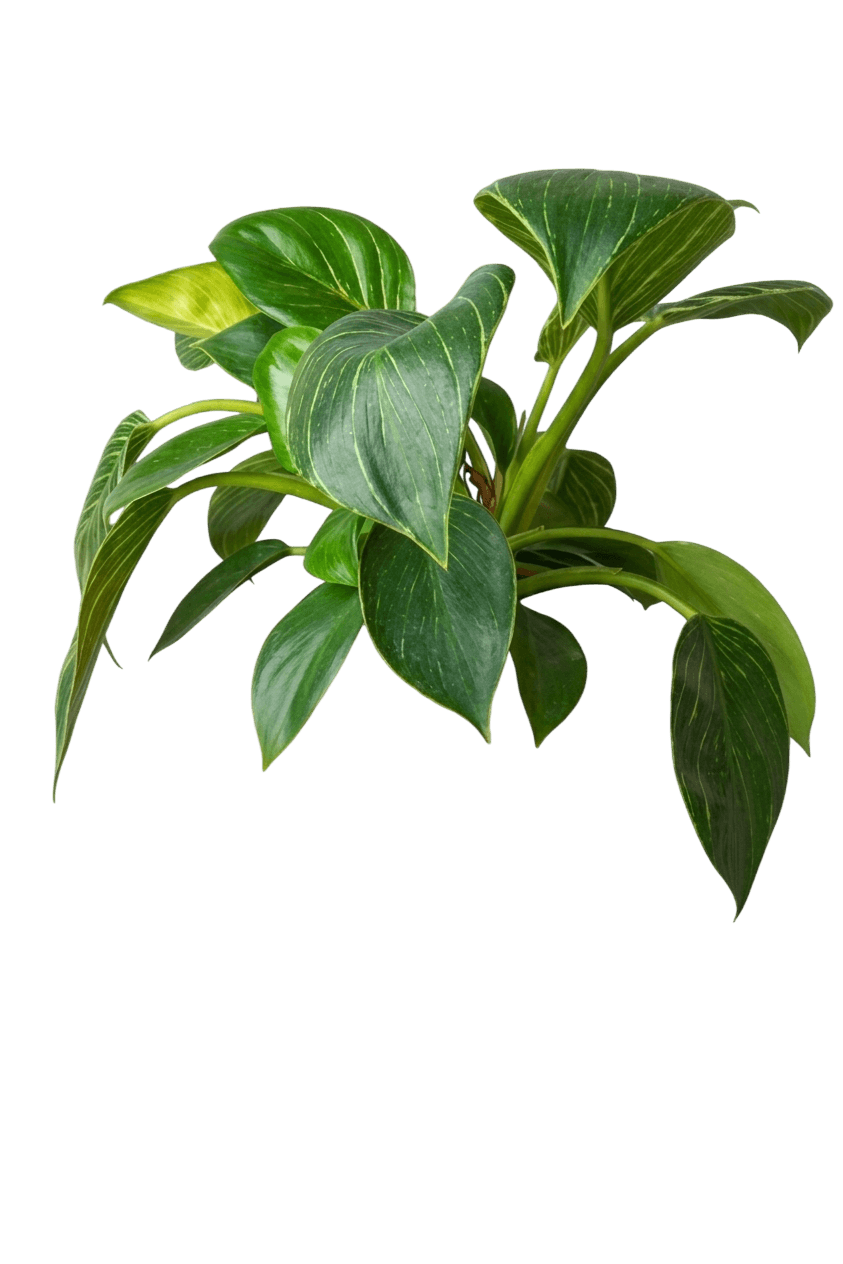 Sanderiana (Goeppertia Majestica 'Sanderiana') - Ground Layers