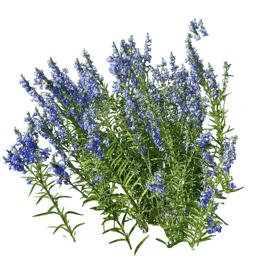 Blue Sage/Pitcher Sage (Salvia Azurea) - Perennials