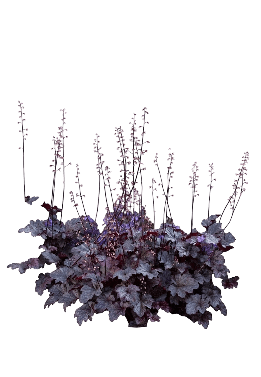 Northern Exposure™ Purple Coral Bells (Heuchera X Var. X 'Tnheunep') - Perennials