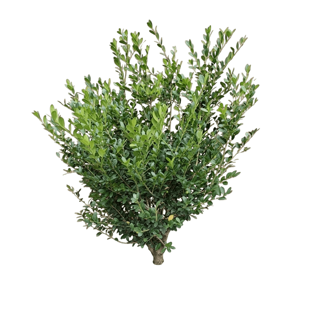 Winterscape Chilly Willy™ Japanese Holly (Ilex Crenata Winterscape Var. Hybrid 'Chilly Willy') - Shrubs