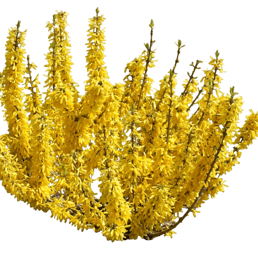 Springshine Forsythia (Forsythia 'Smfxgp') - Ground Layers
