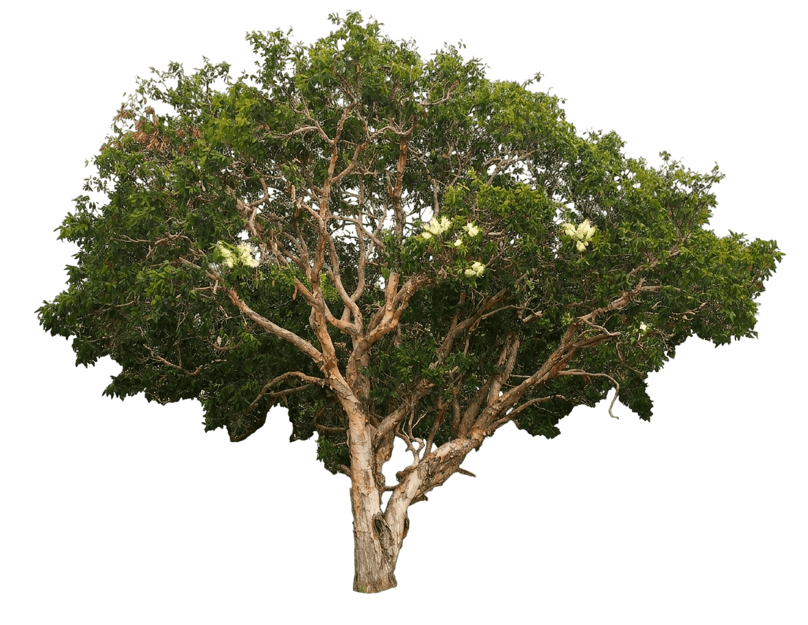 Broad Leaf Paperbark (Melaleuca Viridiflora) - Flowering Trees