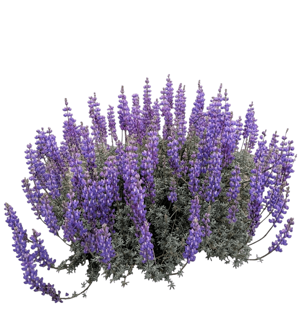 silver lupine (Lupinus Albifrons) - Shrubs