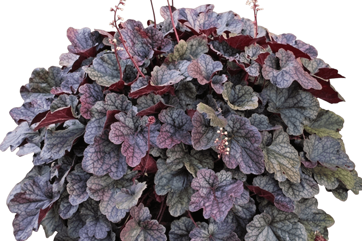 Grape Expectations Coral Bells (Heuchera 'Grape Expectations') - Perennials