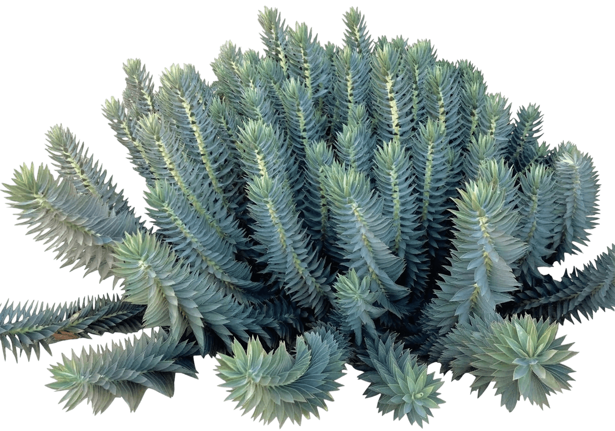 Gopher Plant (Euphorbia Rigida) - Succulents