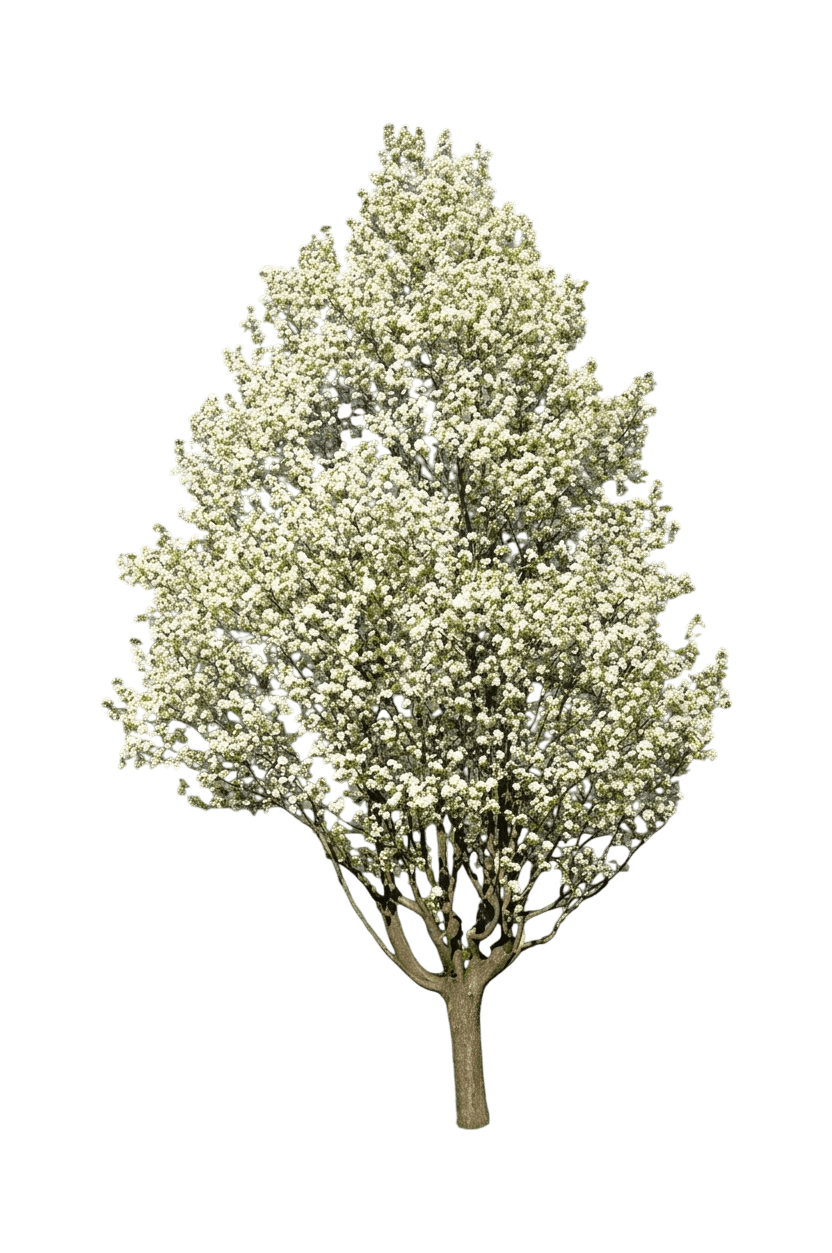 Pear, Mountain Frost (Pyrus Ussuriensis 'Bailfrost') - Flowering Trees