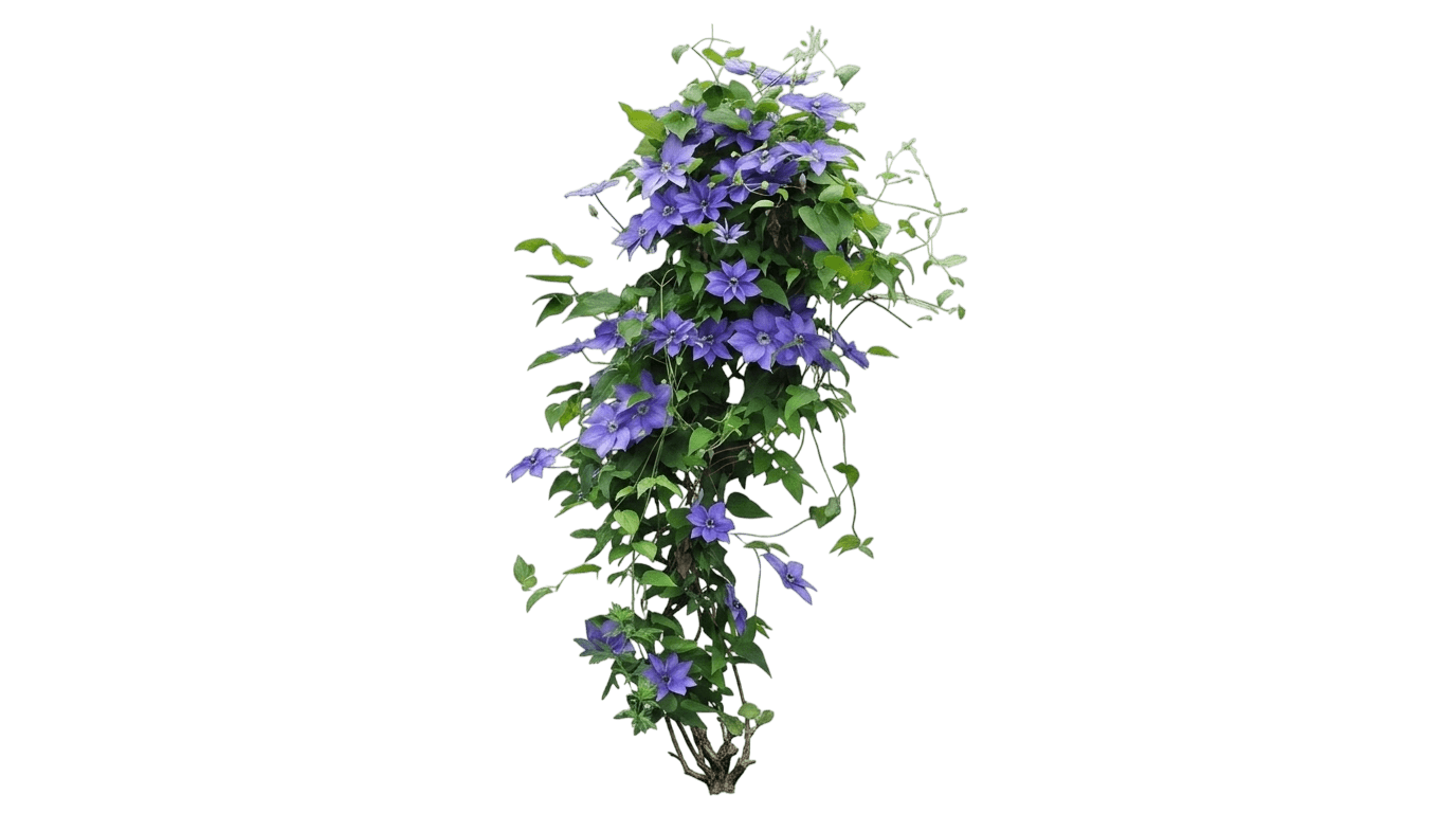 Volunteer Clematis (Clematis 'Evipo080') - Perennials