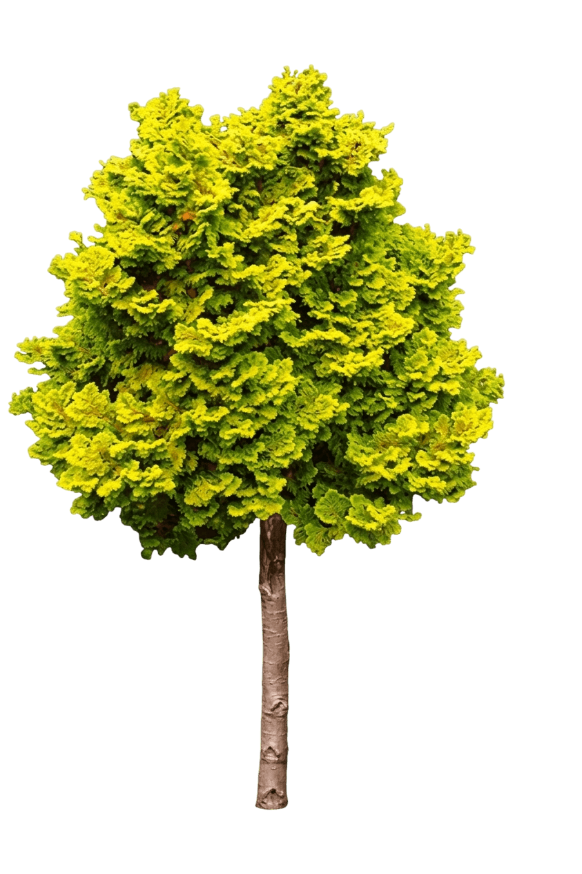 Golden Hinoki False-Cypress (Chamaecyparis Obtusa 'Crippsii') - Evergreen Trees