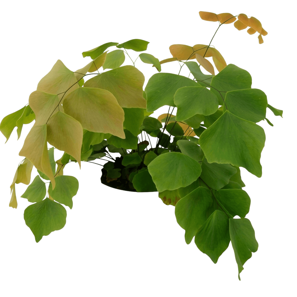 Silver Dollar Maidenhair (Adiantum Peruvianum) - Perennials