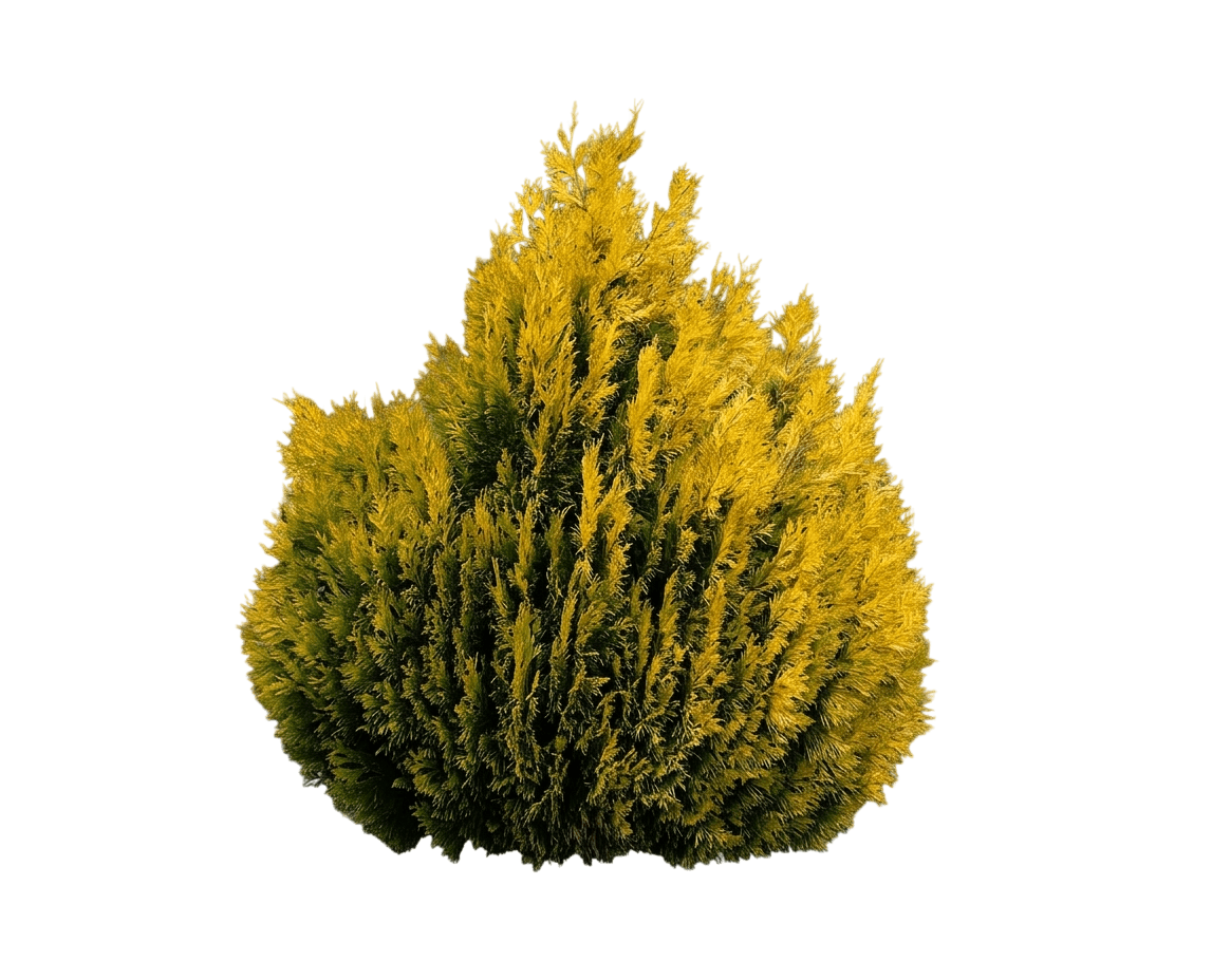Forever Goldy® Arborvitae (Thuja Plicata Forever Goldy '4Ever') - Evergreen Trees