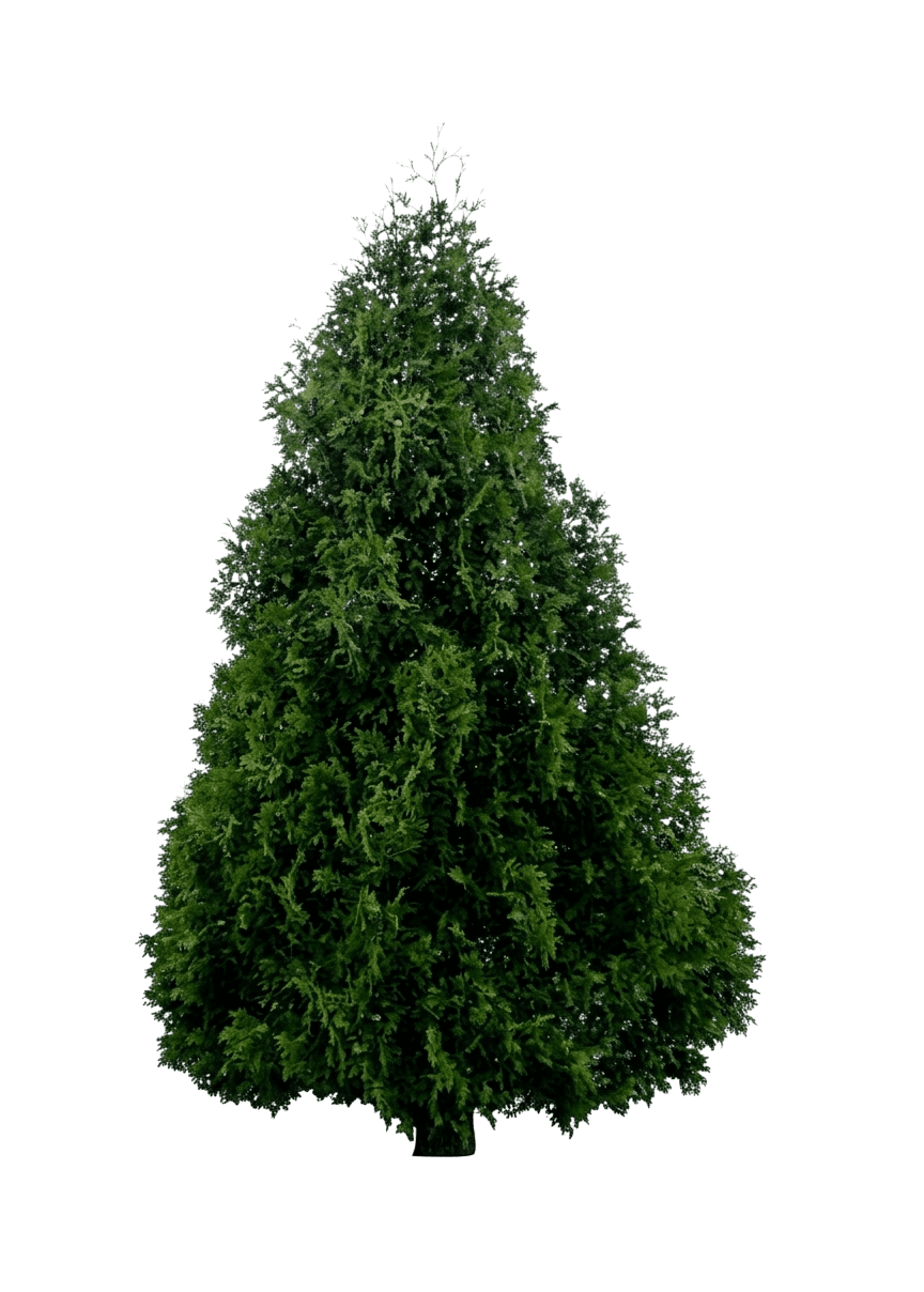 Dark Green American Arborvitae (Thuja Occidentalis 'Nigra') - Evergreen Trees