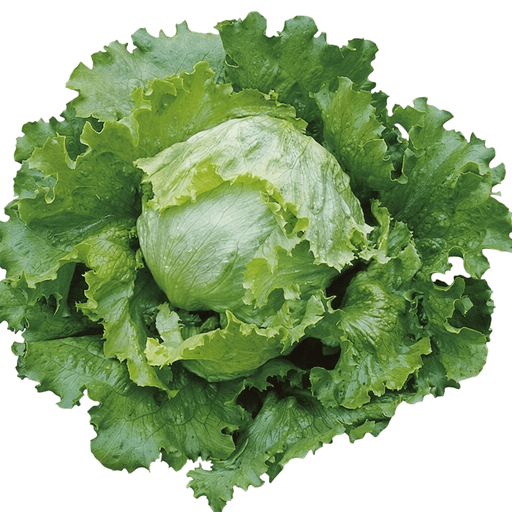 Flashy Trout'S Back Lettuce (Lactuca Sativa 'Flashy Trout'S Back') - Perennials