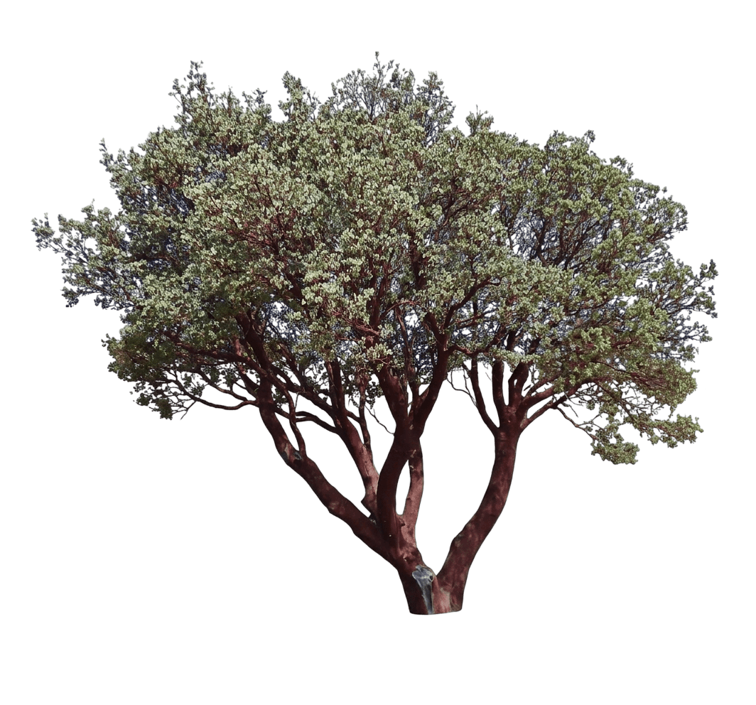 big berry manzanita (Arctostaphylos Glauca) - Shrubs