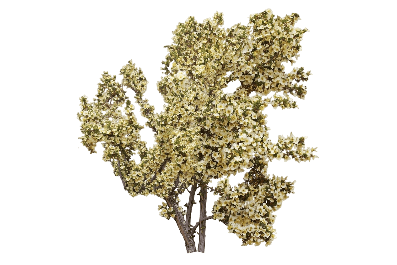 cliff rose (Purshia Stansburyana) - Shrubs
