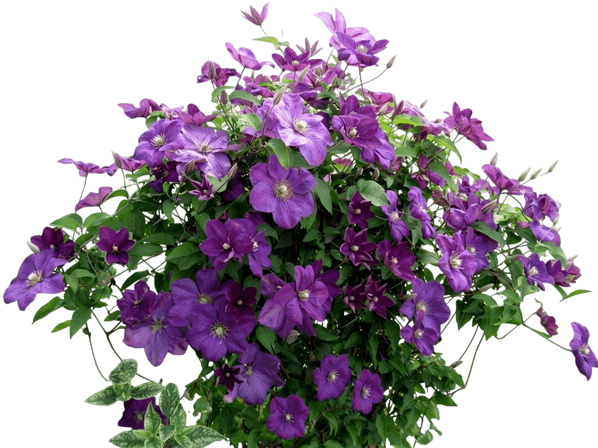 Perrins Pride Clematis (Clematis 'Perrins Pride') - Perennials