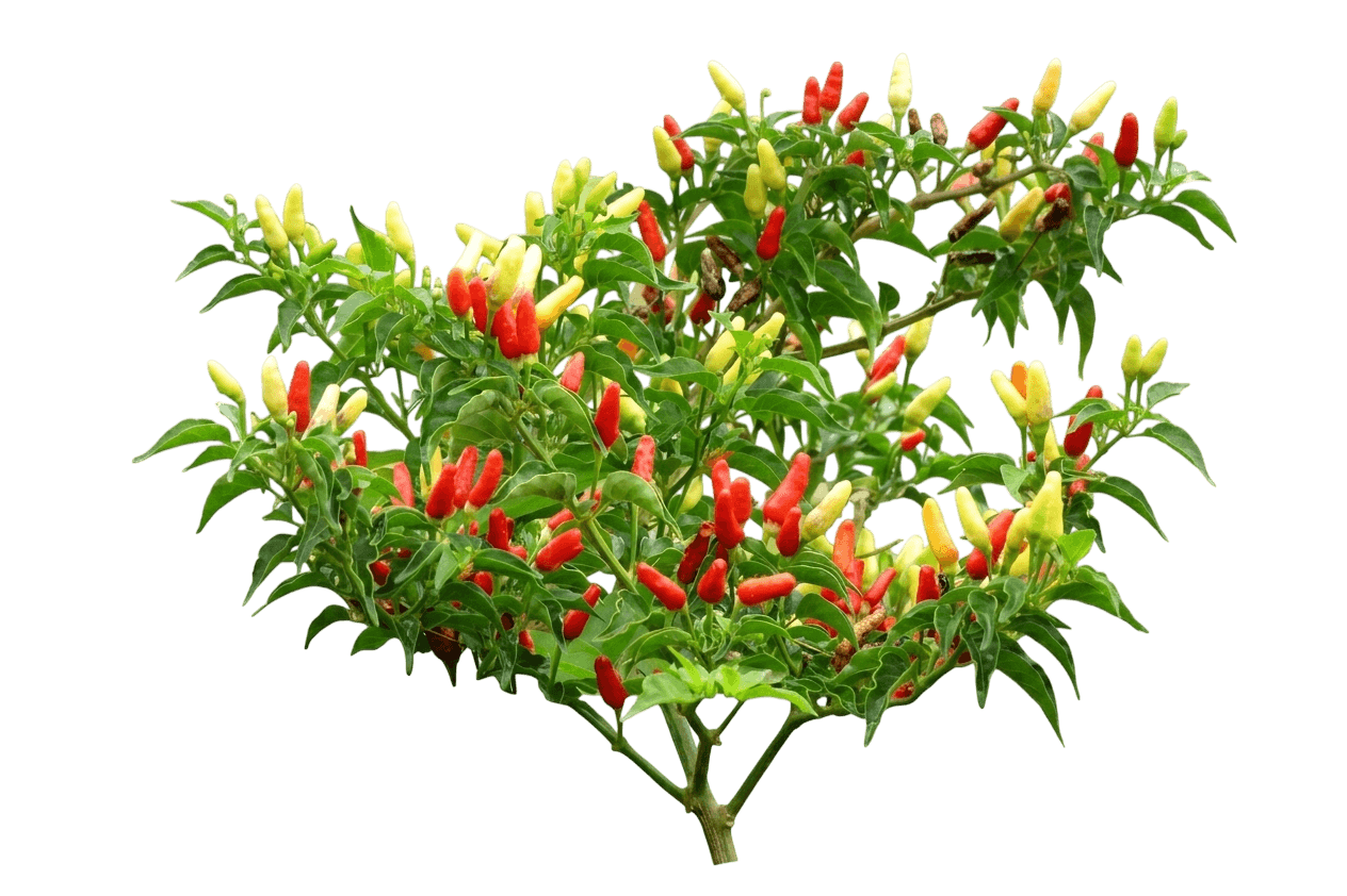 Anaheim Chile Pepper (Capsicum Annuum 'Anaheim') - Perennials