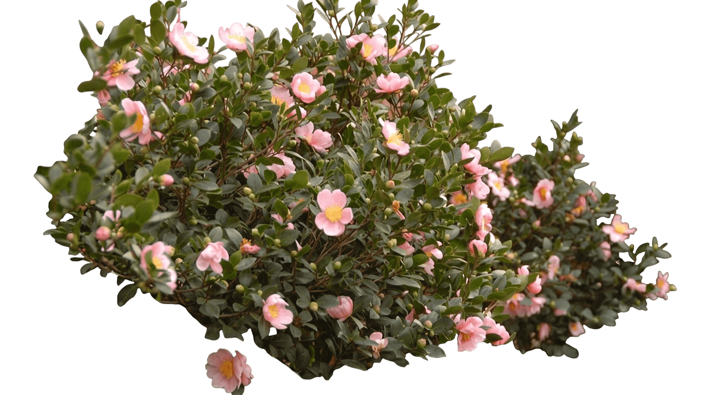 Winter'S Snowman Camellia (Camellia 'Winter'S Snowman') - Ground Layers