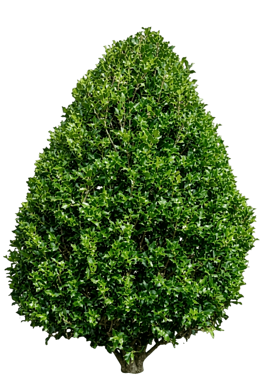 Needlepoint Holly (Ilex Cornuta Var. Cornuta 'Needlepoint') - Shrubs