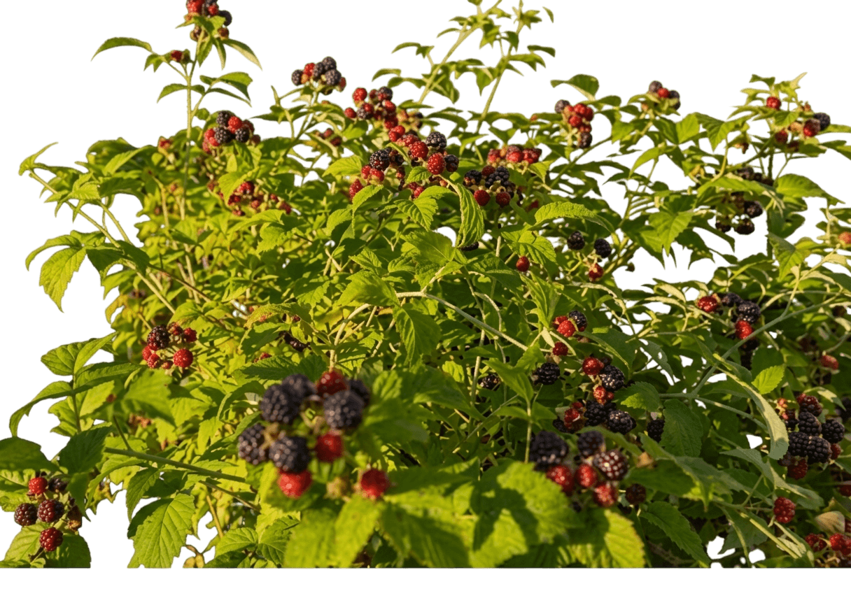 Black Bristol Raspberry (Rubus Occidentalis 'Bristol') - Ground Layers