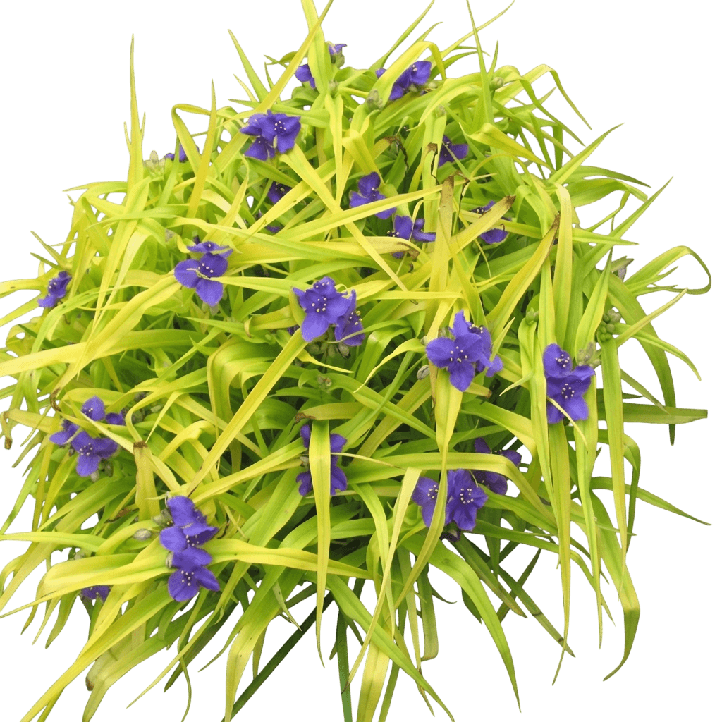 Sweet Kate Spiderwort (Tradescantia X 'Sweet Kate') - Perennials