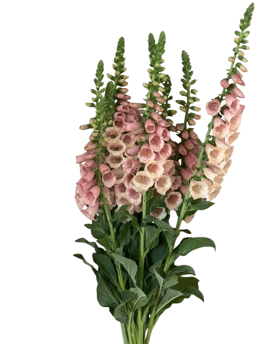 Foxglove (Digitalis Purpurea 'Dalmatian Peach') - Perennials