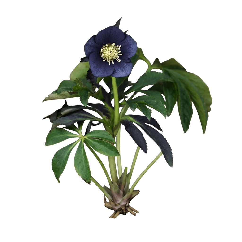 Lenten Rose (Helleborus X Hybridus Winter Jewels® 'Blue Diamond') - Perennials