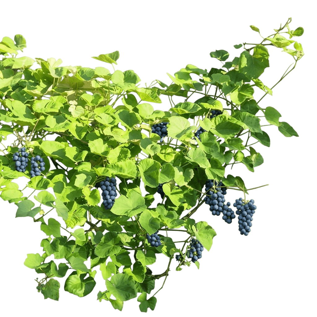 Grape, Trollhaugen (Nearly Seedless) (Vitis 'Trollhaugen') - Fruit Trees