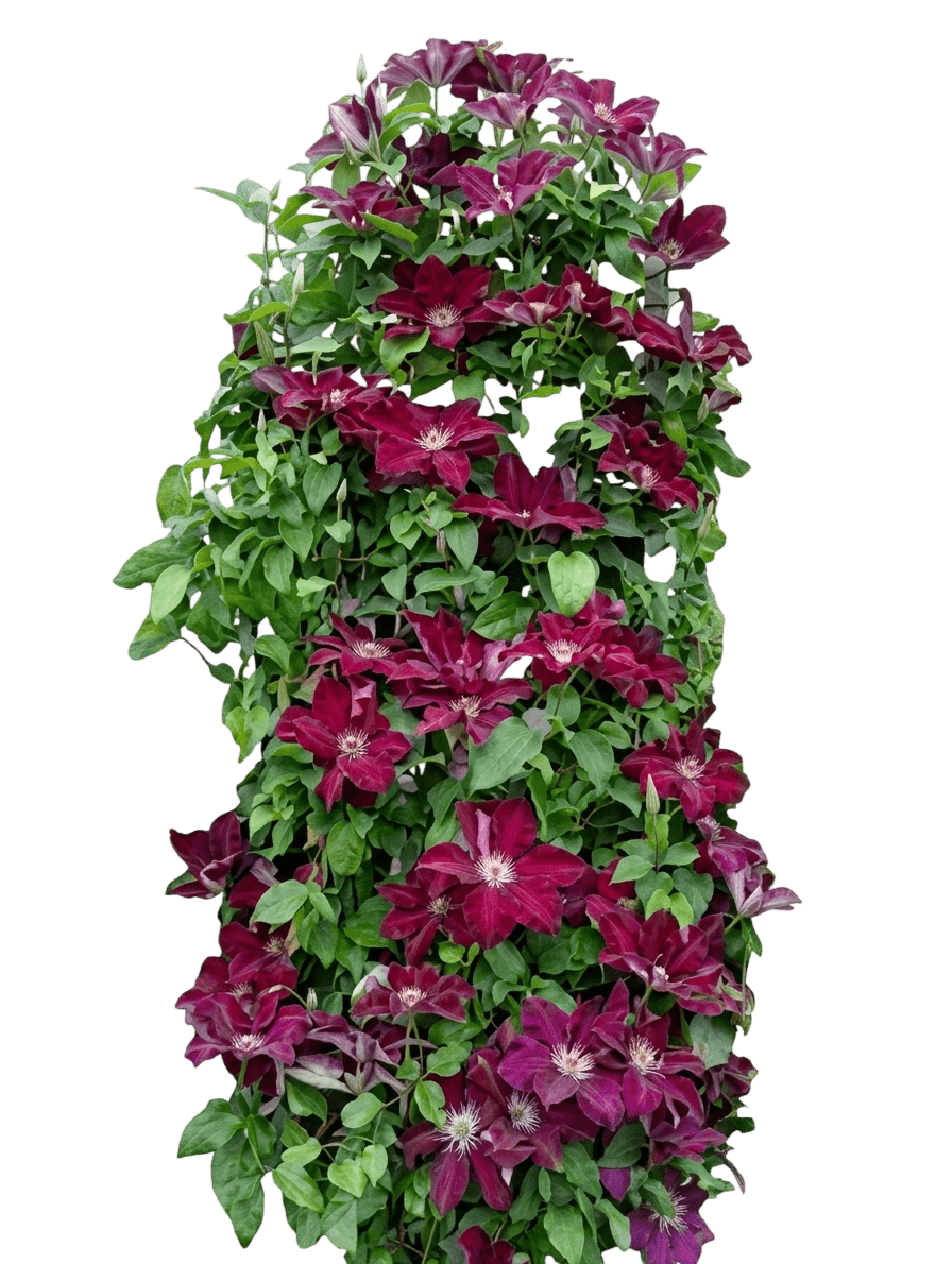 Hybrid Clematis (Clematis 'Rebecca') - Perennials