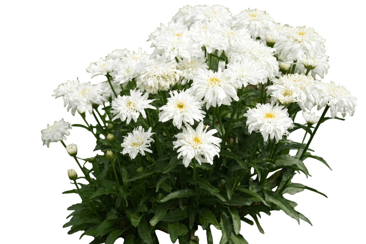 Marshmallow Shasta Daisy (Leucanthemum Superbum 'Marshmallow') - Perennials