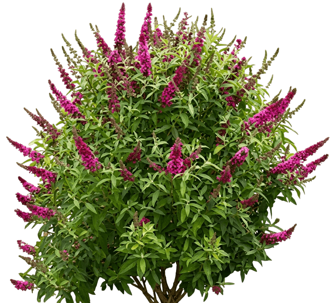 Butterfly Bush, Pink Charm (Buddleia Davidii 'Pink Charm') - Ground Layers
