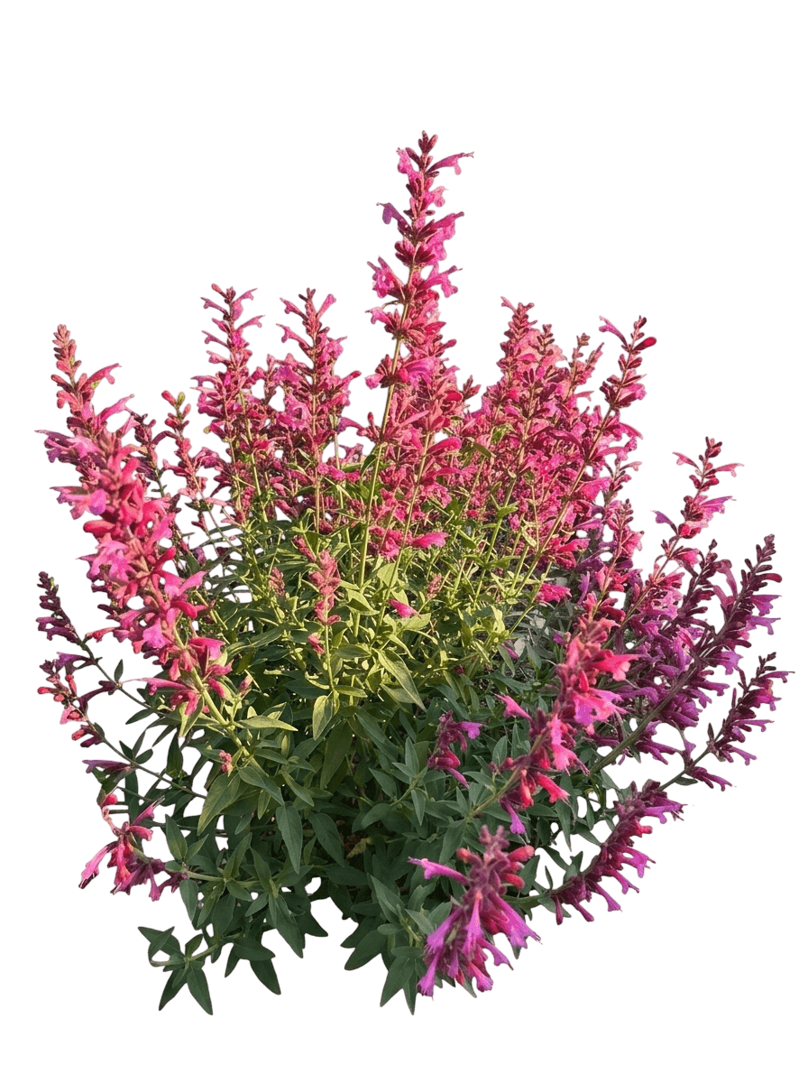 Summerlong Lilac Mexican Giant Hyssop (Agastache Mexicana 'Balsumlilac') - Perennials