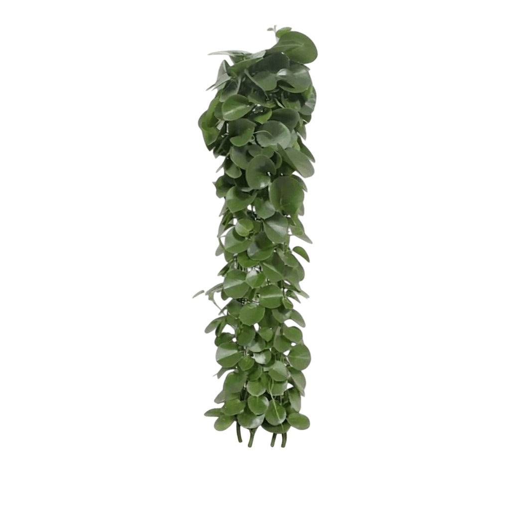 Peruvian Grape Ivy (Cissus Rotundifolia) - Indoor Plants