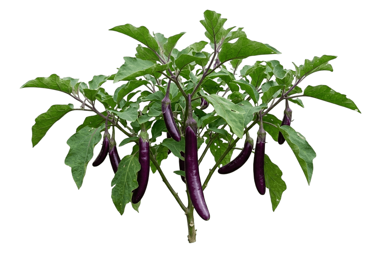 Patio Baby Eggplant (Solanum Melongena 'Patio Baby') - Perennials