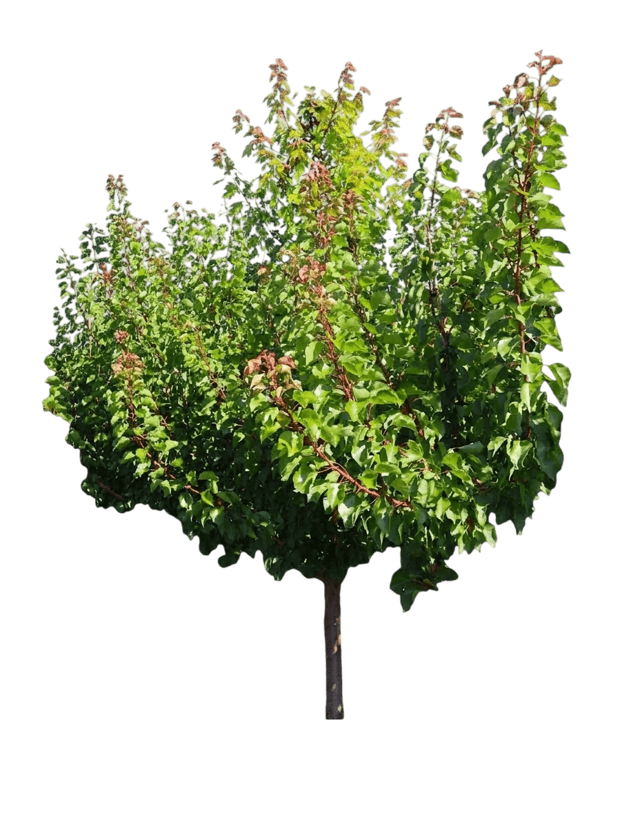 Puget Gold Apricot (Prunus Armeniaca 'Puget Gold') - Fruit Trees