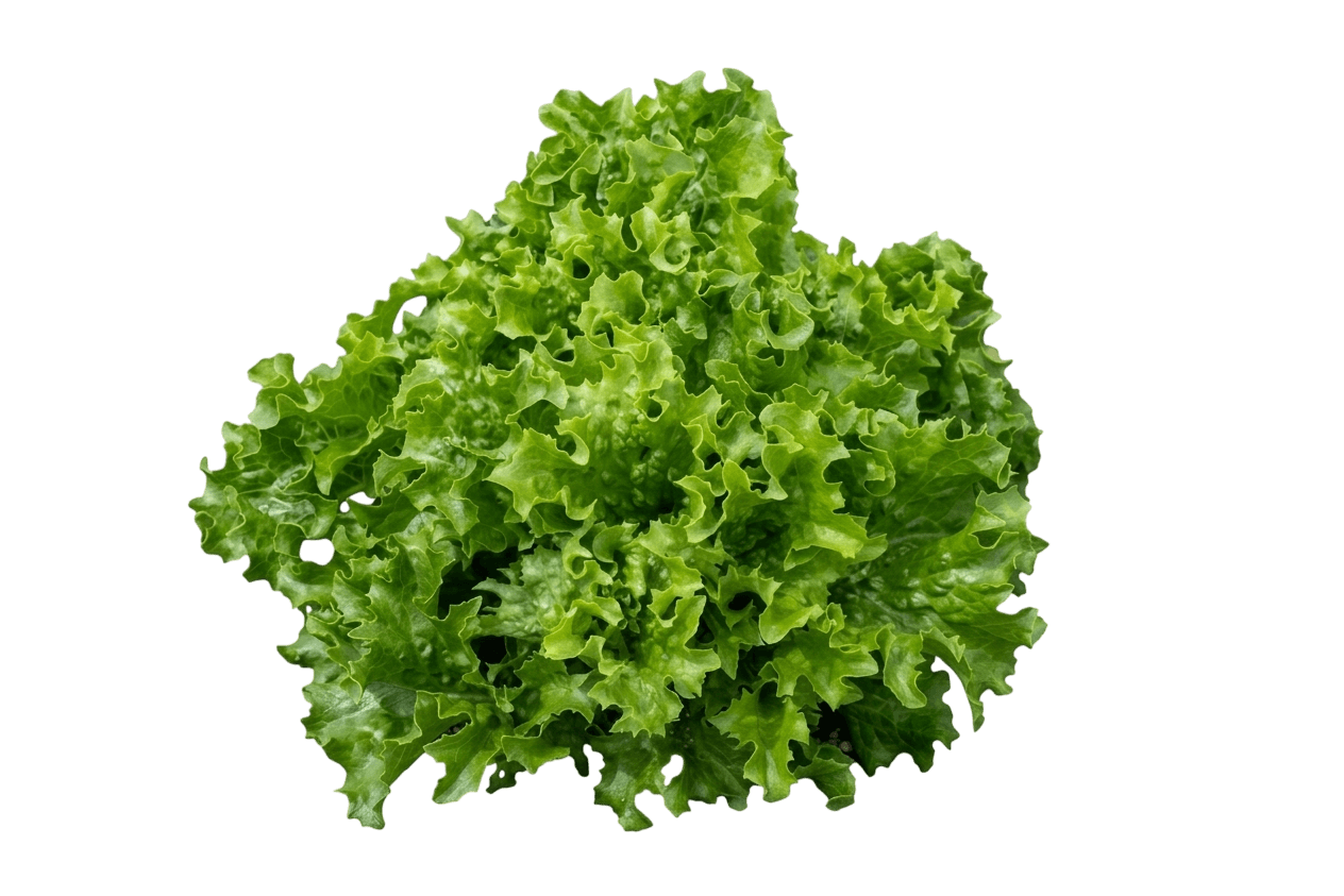 Celinet Batavian Lettuce (Lactuca Sativa 'Celinet') - Perennials