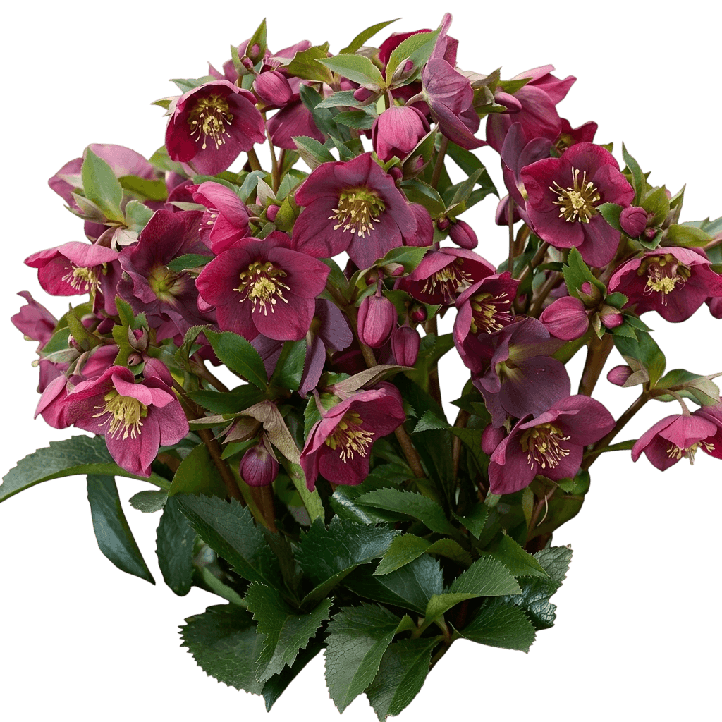 Cascade Blush Hellebore (Helleborus Hybrida 'Monobyrn1') - Perennials