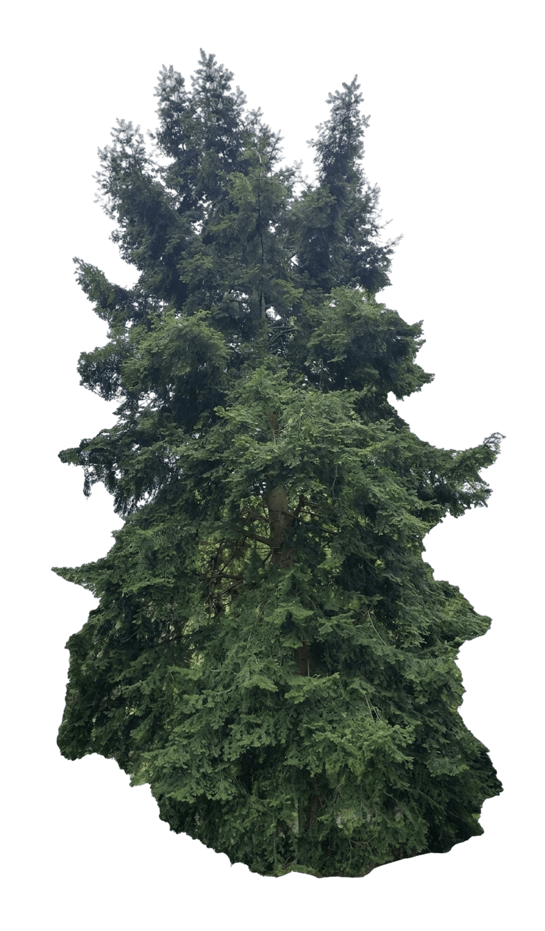 California nutmeg (Torreya Californica) - Evergreen trees
