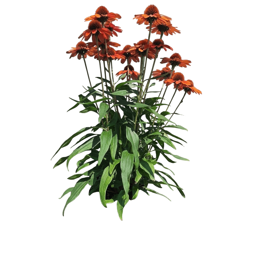 Kismet® Intense Orange Coneflower (Echinacea X Pp,28769 Var. X 'Tnechkio') - Perennials