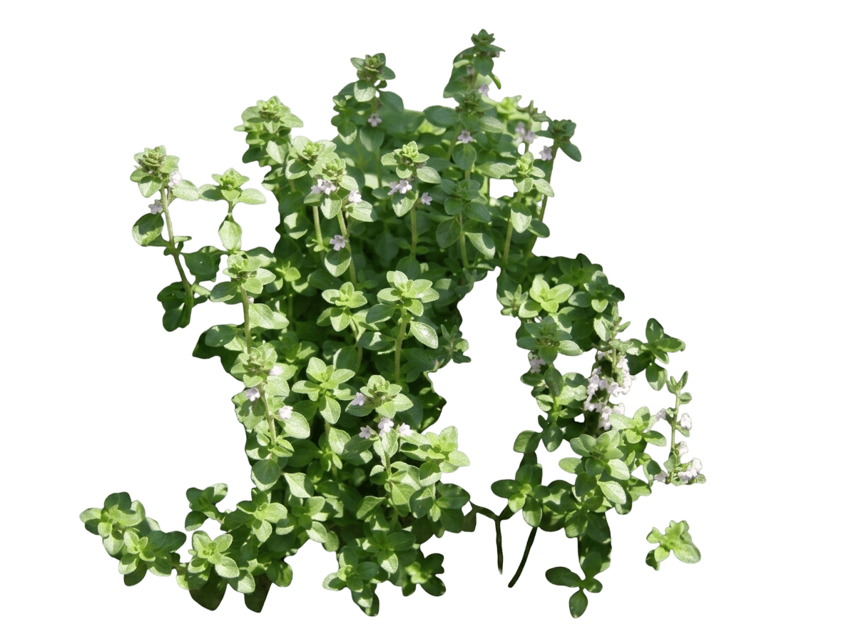 Sweet Marjoram (Origanum Majorana) - Perennials