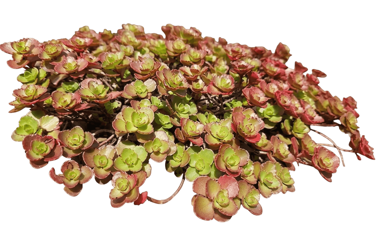 SunSparkler® Lime Zinger Sedum (Sedum Var. Hybrid 'Lime Zinger') - Succulents