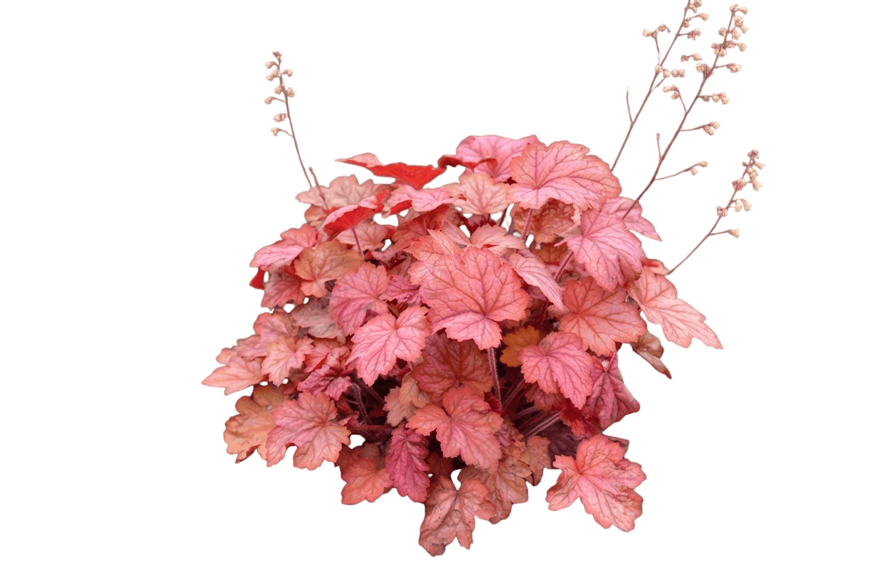 Georgia Peach Coral Bells (Heuchera 'Georgia Peach') - Perennials