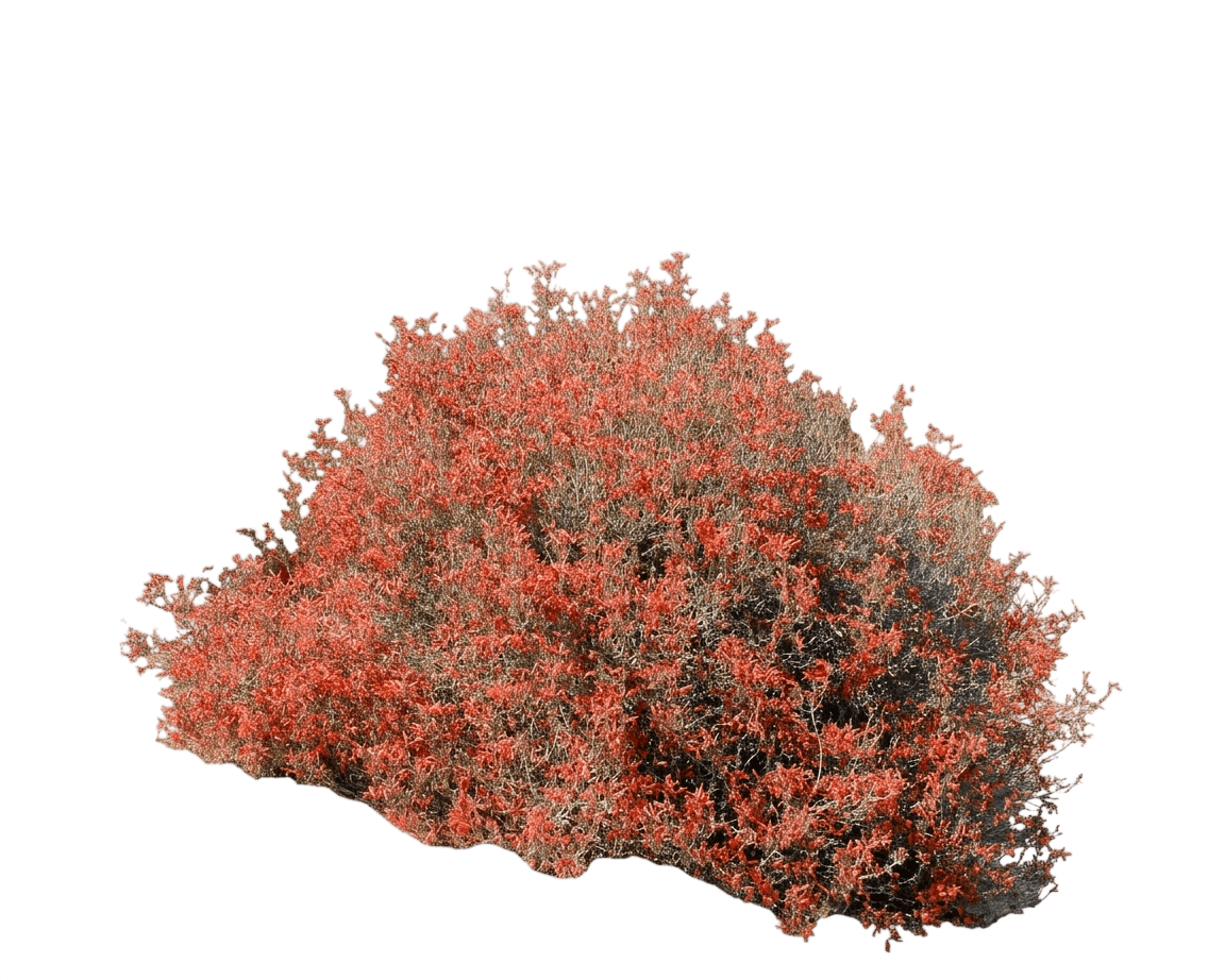 chuparosa (Justicia Californica) - Shrubs