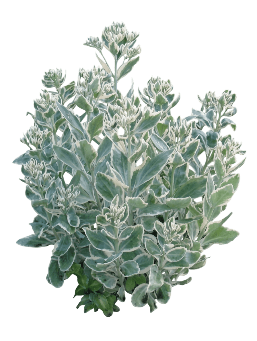 Stonecrop, Showy, Frosty Morn (Sedum X 'Frosty Morn') - Perennials