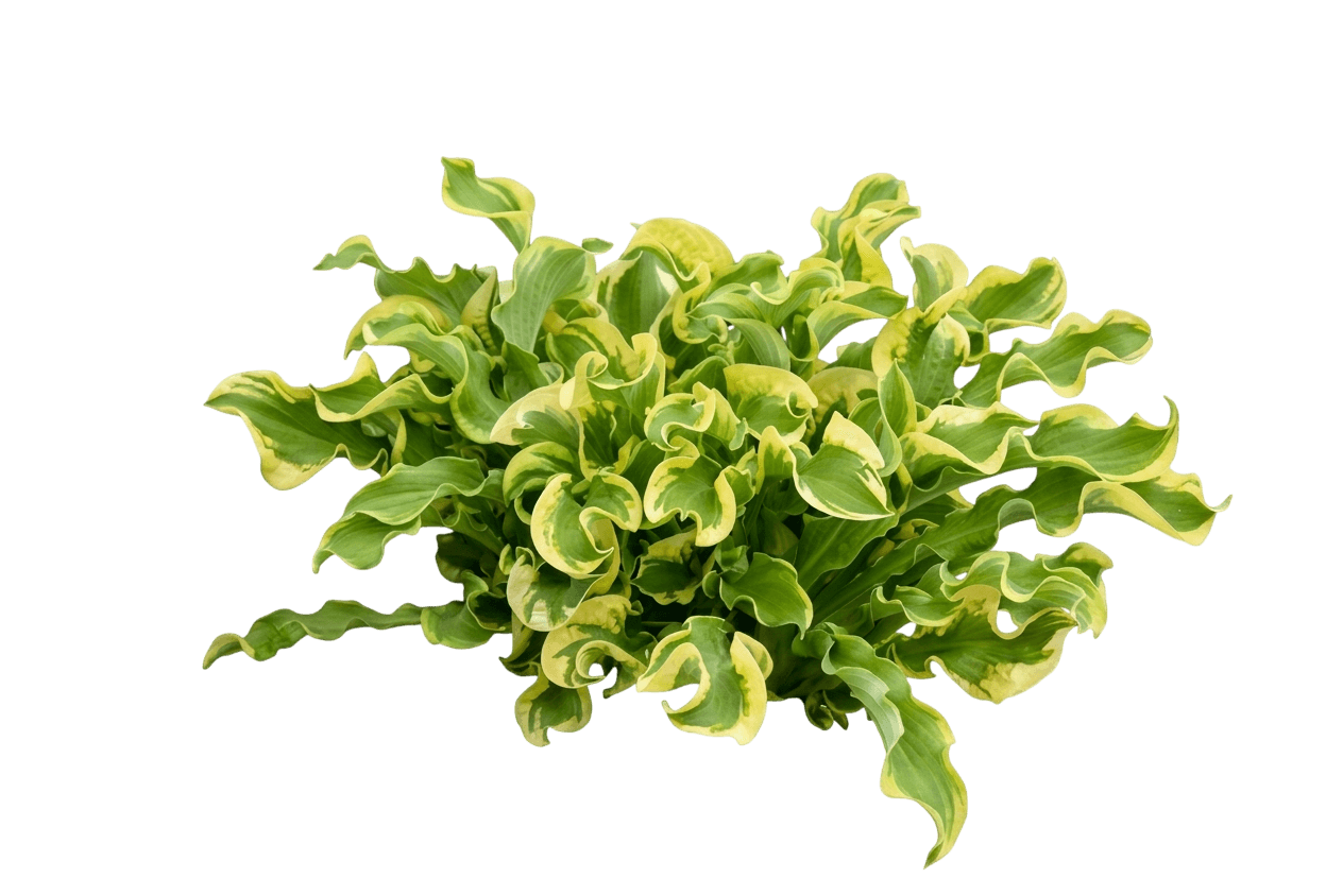 Wheee! Hosta (Shadowland) (Hosta Shadowland 'Wheee!') - Perennials