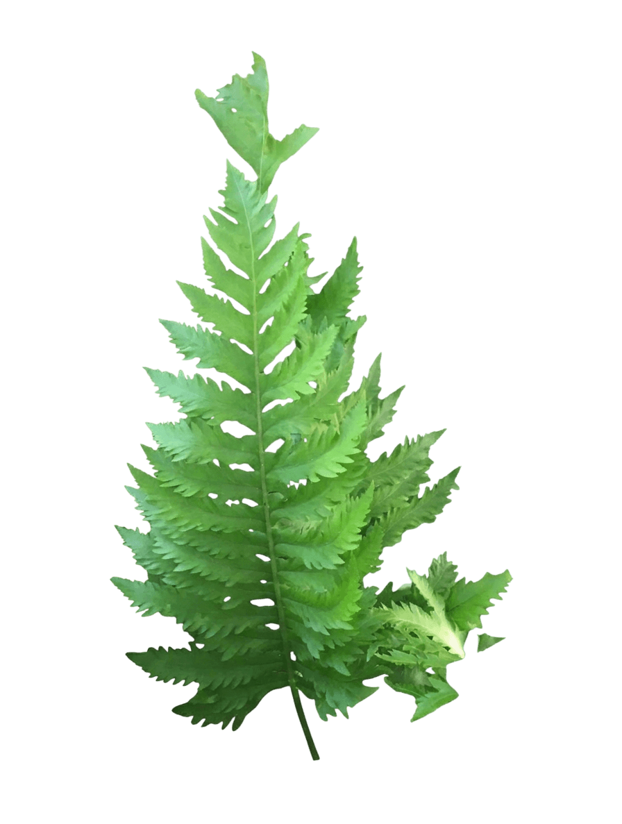 California polypody (Polypodium Californicum) - Perennials